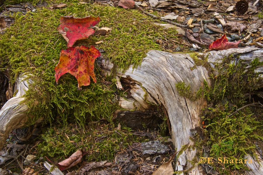 Acadia-2011-05