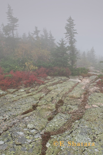 Acadia-2011-37