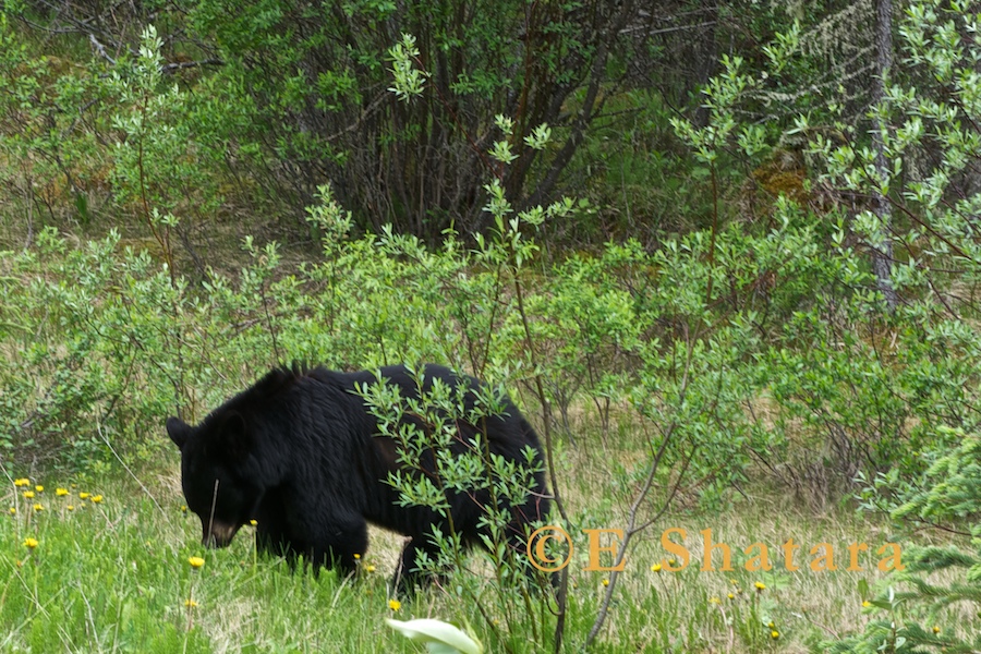 Canadian_Rockies_35