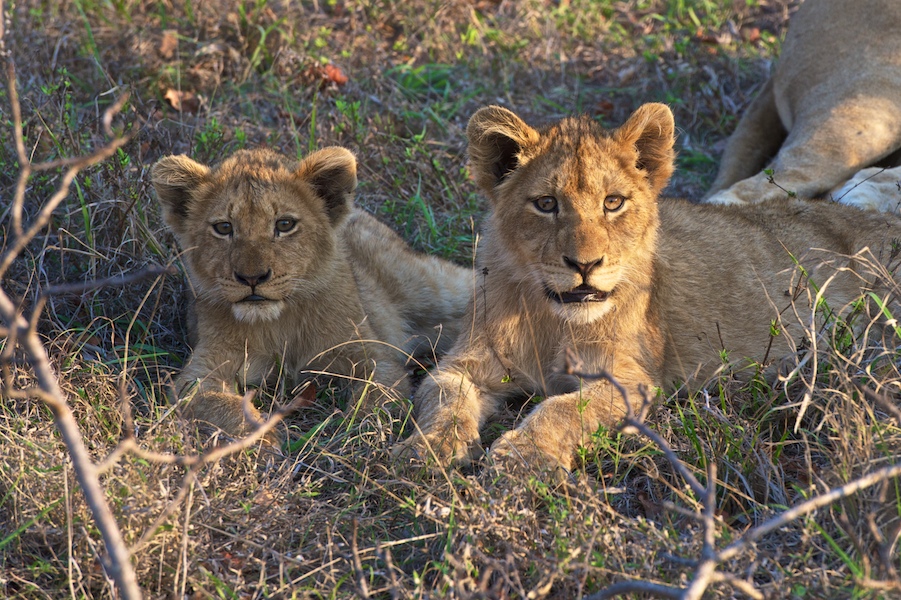 SabiSabi-08