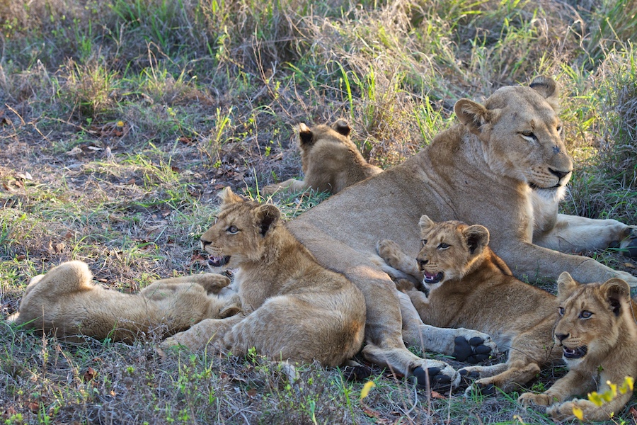 SabiSabi-09