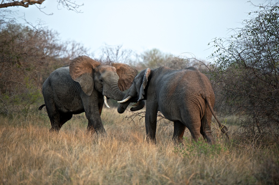 SabiSabi-11