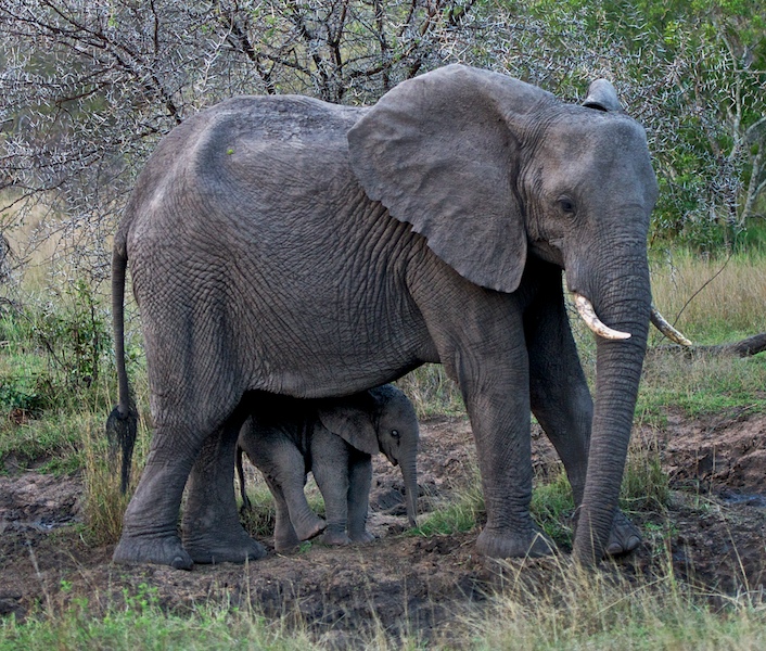 SabiSabi-13