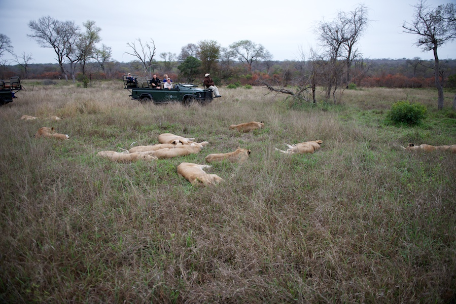 SabiSabi-20