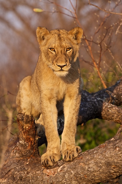 SabiSabi-29