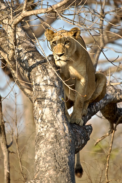 SabiSabi-35