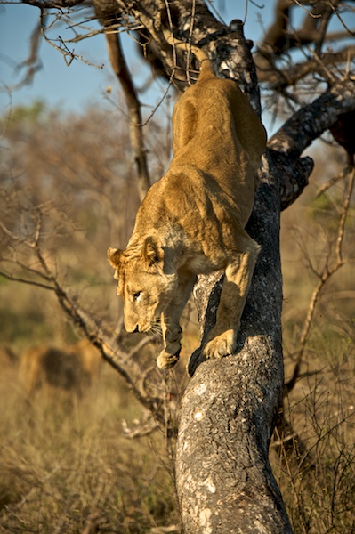 SabiSabi-36