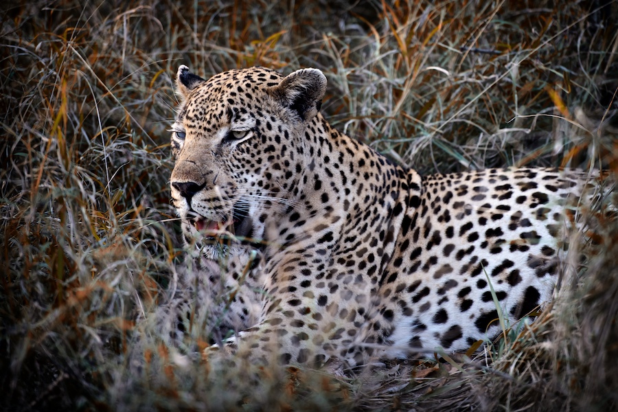 SabiSabi-38