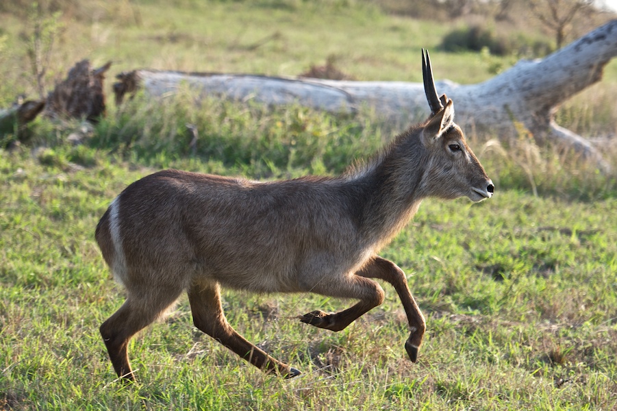 SabiSabi-41