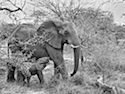 SabiSabi-17