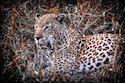 SabiSabi-38