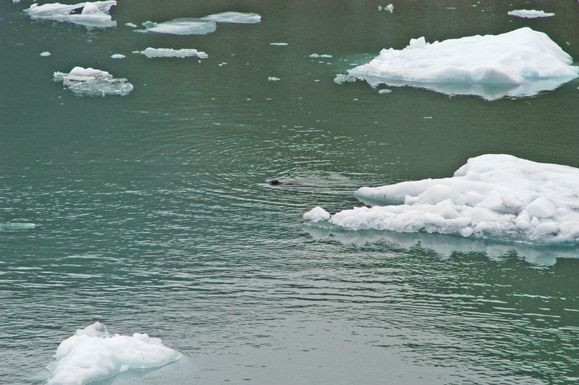 Tracy Arm - 14