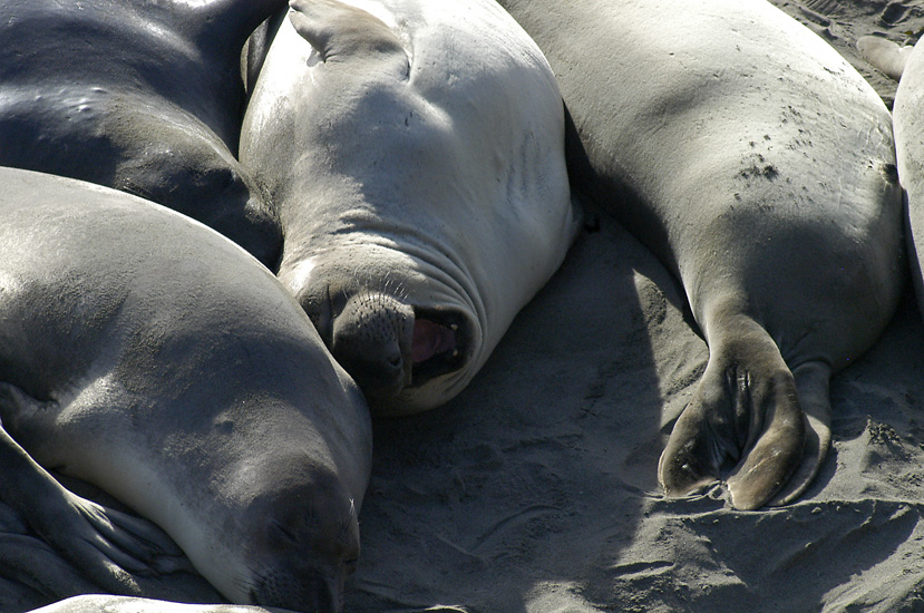 Seals02