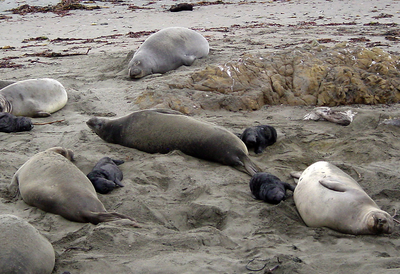 Seals04