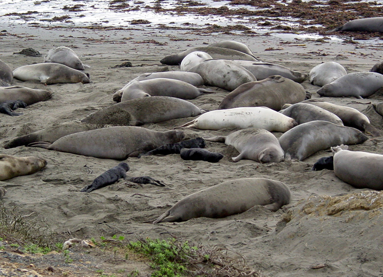 Seals11