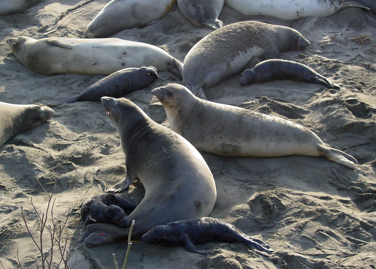 Seals26