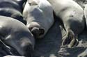 Seals02