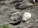 Seals10