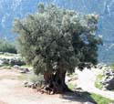 Delphi_20