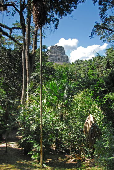 Tikal_43