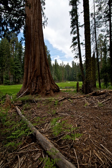 Sequoia_  19