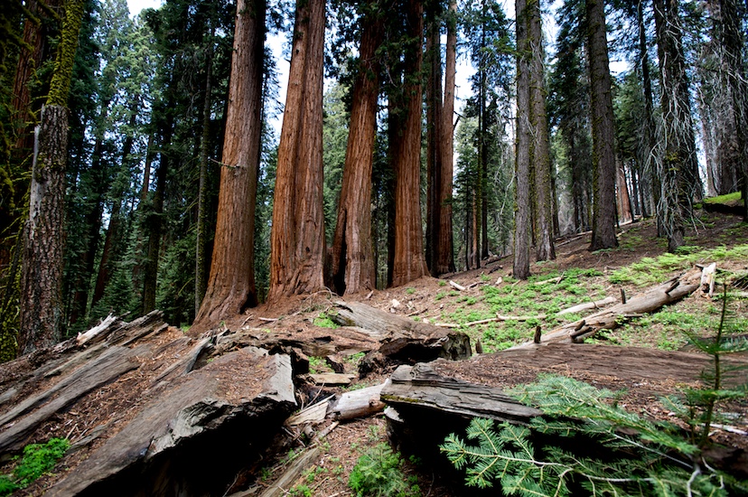 Sequoia_  21