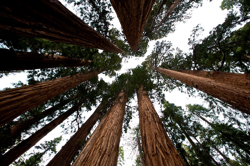 Sequoia_  25