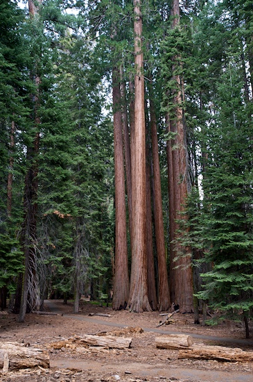 Sequoia_  27