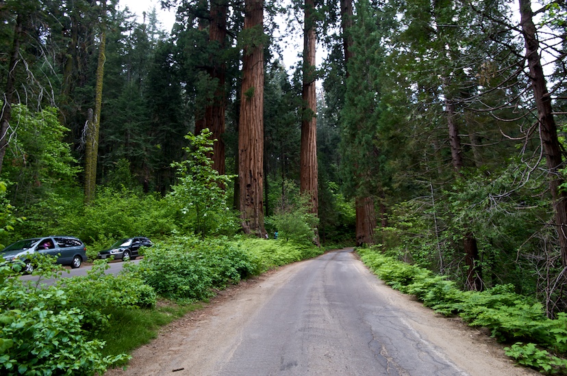 Sequoia_  31