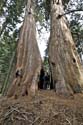 Sequoia_  11