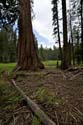 Sequoia_  19