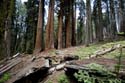 Sequoia_  21