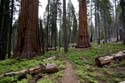 Sequoia_  24