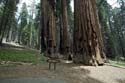 Sequoia_  26