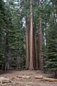 Sequoia_  27