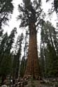 Sequoia_  28