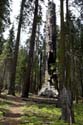 Sequoia_  30