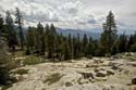 Sequoia_  37