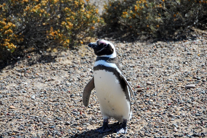 PuertoMadryn_07