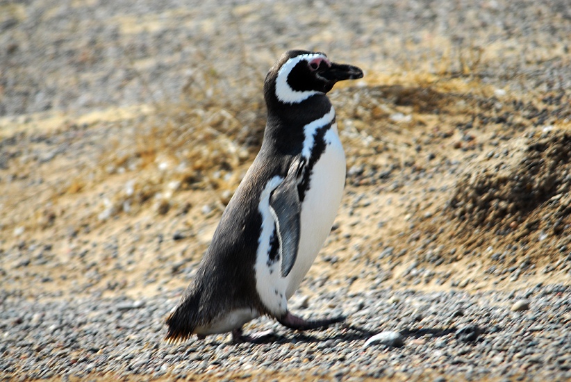 PuertoMadryn_08