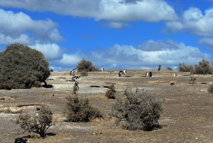 PuertoMadryn_11