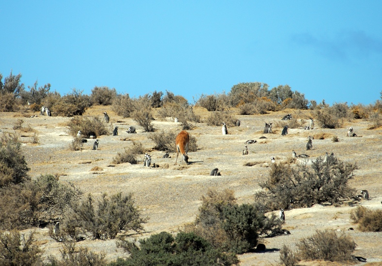 PuertoMadryn_12