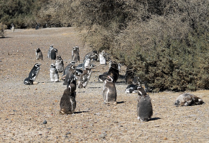 PuertoMadryn_13