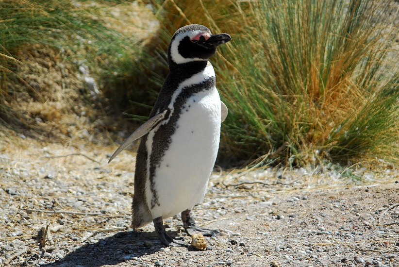 PuertoMadryn_15