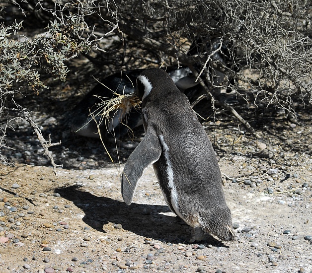 PuertoMadryn_16