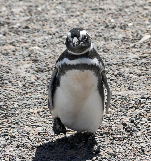 PuertoMadryn_18