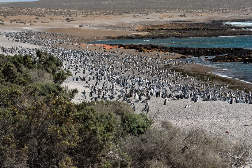 PuertoMadryn_20