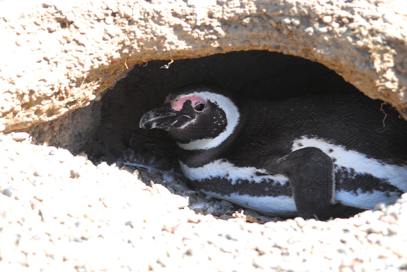 PuertoMadryn_22