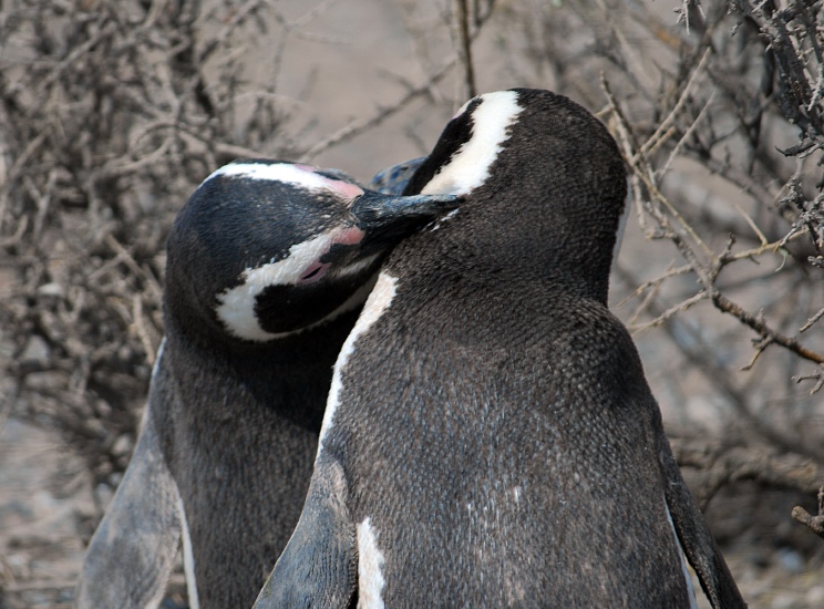 PuertoMadryn_23