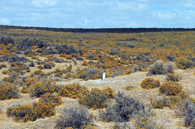 PuertoMadryn_25